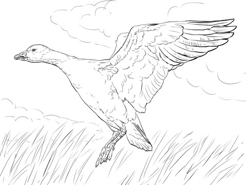 Landing Snow Goose Coloring Page